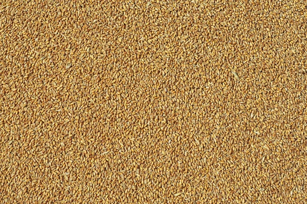 Pšeničná Zrna Jako Zemědělské Zázemí Pohled Shora — Stock fotografie