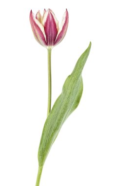Beyaz arka planda tek bir lale çiçeği, ilkbahar çiçeği..