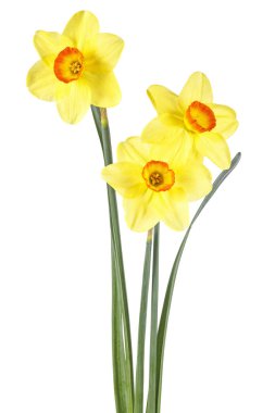 Beyaz arka plan üzerinde izole taze sarı nergis