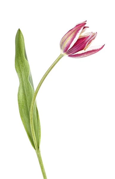 Ενιαίο Τουλίπα Λουλούδι Που Απομονώνονται Λευκό Φόντο — Φωτογραφία Αρχείου