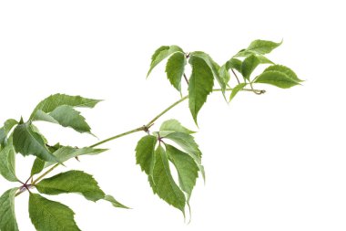 Üzüm yeşil dal üzerinde izole beyaz arka plan bırakır. Parthenocissus quinquefolia yeşillik.