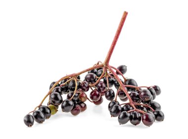 Elderberries beyaz arka plan üzerinde izole dal ile. Avrupa siyah mürver.