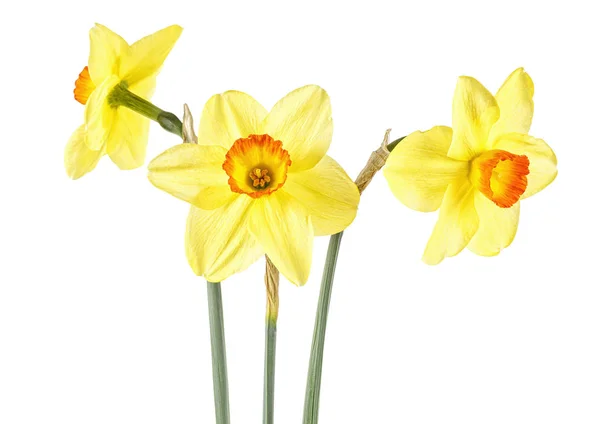 Schöne Frische Narzissen Blumen Isoliert Auf Weißem Hintergrund — Stockfoto