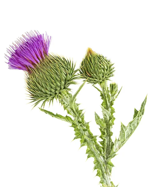 Flor Brote Cardos Aislados Sobre Fondo Blanco — Foto de Stock