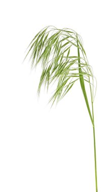 Beyaz bir arka plan üzerinde tek yeşil spikelet