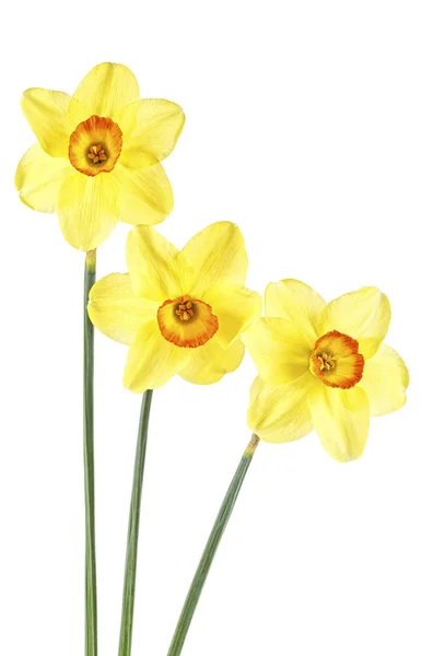 Beautiful fresh daffodils flowers isolated on white background