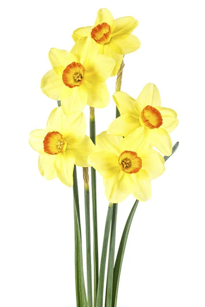 Μπουκέτο με κίτρινα daffodils σε λευκό φόντο — Φωτογραφία Αρχείου