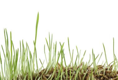 Germinated gevrek izole beyaz zemin üzerinde. Filiz yulaf