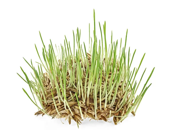 新鮮な緑の芝生は、白い背景で隔離。発芽麦 — ストック写真