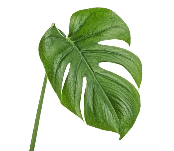 Grüne Monstera tropisches Blatt auf weißem Hintergrund — Stockfoto