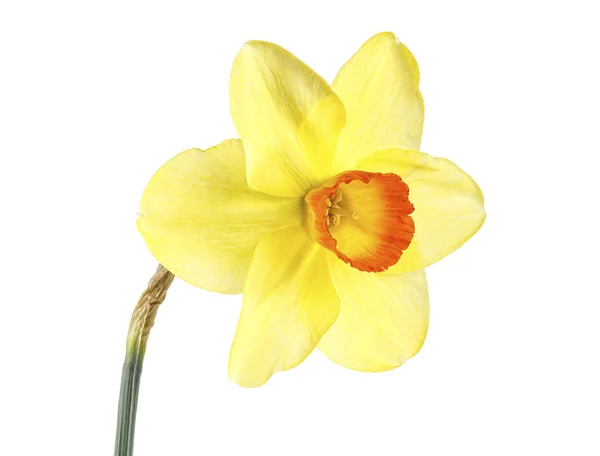 Un narciso giallo isolato su sfondo bianco — Foto Stock