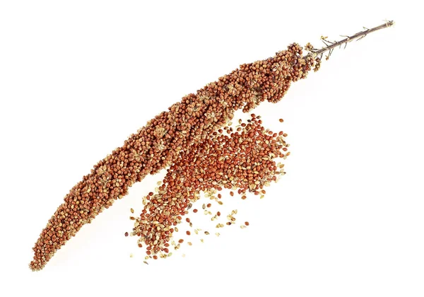 Brindille de millet rouge et graines sur fond blanc — Photo