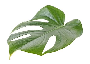 Monstera bitki beyaz bir arka plan üzerinde tek yaprak