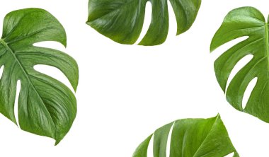 Tropikal palmiye Monstera beyaz zemin üzerine bırakır. Üstten Görünüm. 