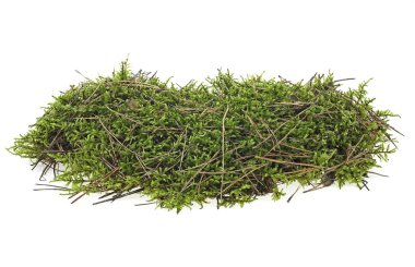 Beyaz zemin üzerine yeşil orman yosun