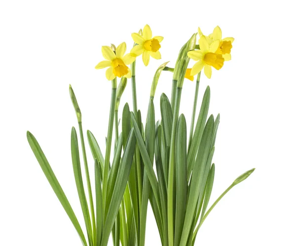 Vackra färska påskliljor blommor isolerad på vit bakgrund. — Stockfoto