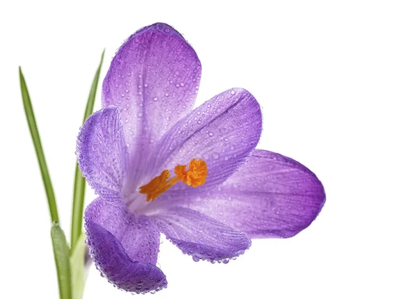 Пурпурный весенний цветок крокус с капельками воды на белом фоне — стоковое фото