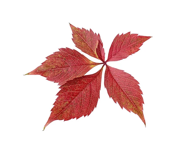 Rotes Herbstblatt isoliert auf weißem Hintergrund. Traubenblatt. — Stockfoto