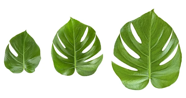 Padrão de folhas verdes. Várias folhas de monstera isolado no whi — Fotografia de Stock