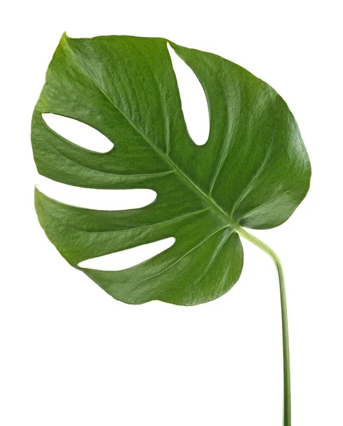 Liść zielony wzór - monstera liść na białym tle na białym tle — Zdjęcie stockowe