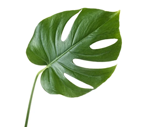 Монстера leaf на ніжці на тлі whute — стокове фото