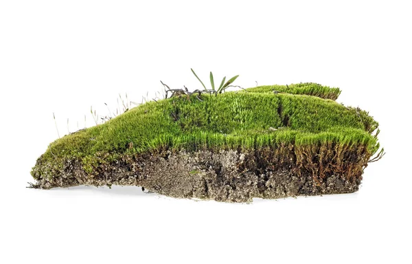 Крупный план зеленого мха, выделенного на белом фоне — стоковое фото