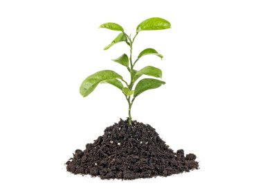 Yeşil Filiz beyaz bir arka plan üzerinde izole büyüyen. Narenciye planı