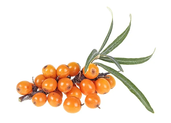 Fresh ripe berries of sea buckthorn with leaves isolated on a wh — Stock Photo, Image