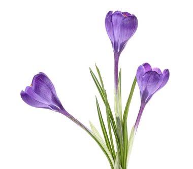 Buket güzel bahar kardelen çiçek üzerinde beyaz backgro