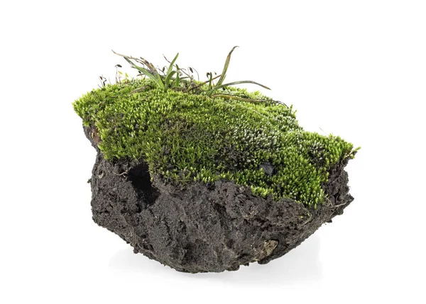 Зеленый мох с травой на груде почвы, белый фон . — стоковое фото