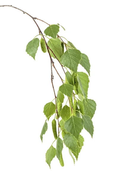 Junger Birkenzweig mit Knospen und Blättern isoliert auf weißem Bast — Stockfoto