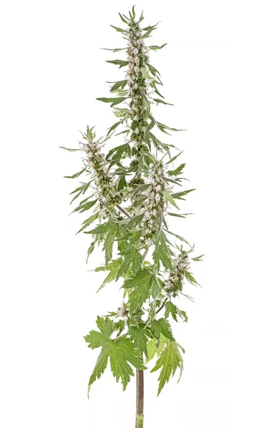 Motherwort rostlin nad bílým pozadím, zblízka. — Stock fotografie