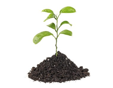 Beyaz bir arka plan üzerinde toprak humus pomelo genç bitki