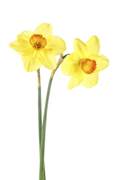 Yellow daffodil isolated on a white background. Narcissus flower — Stockfoto