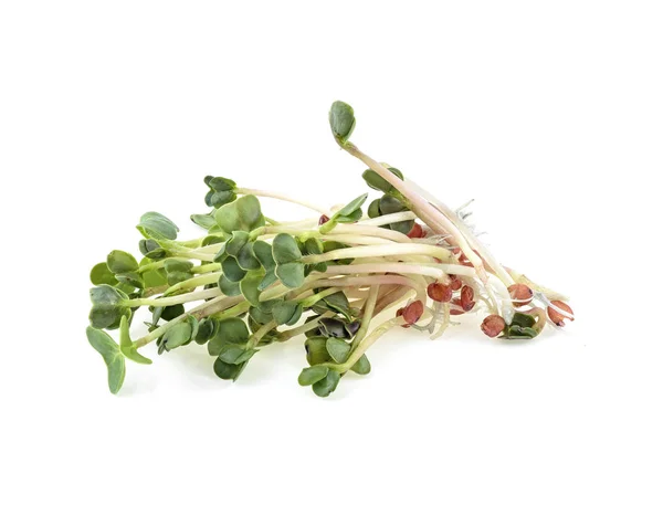 Jonge Sprout micro Green geïsoleerd op een witte achtergrond. Micro ba — Stockfoto