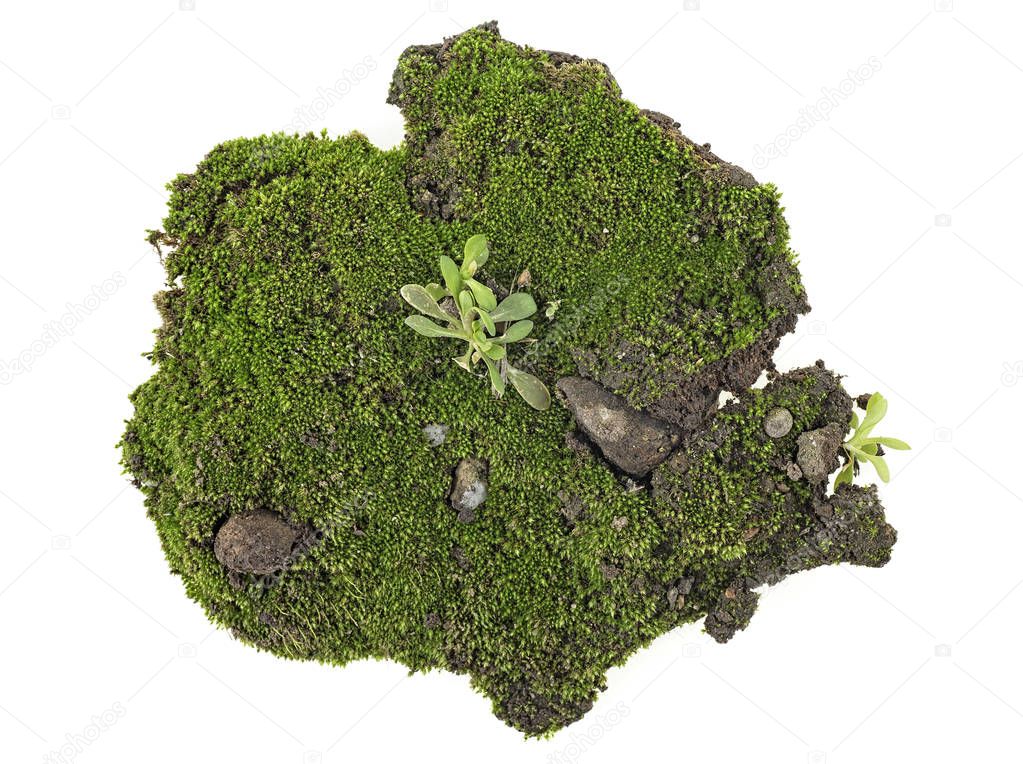 Green moss on white background, top view.