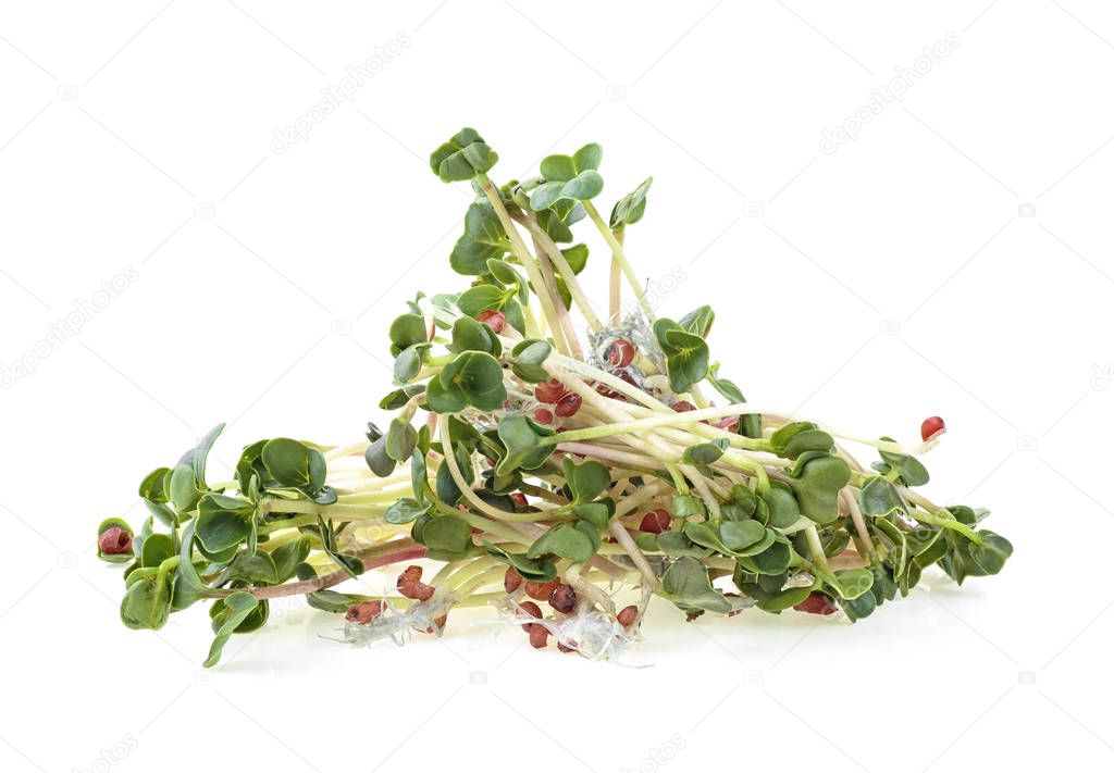 Heap of radish micro greens on white background. Healthy eating 