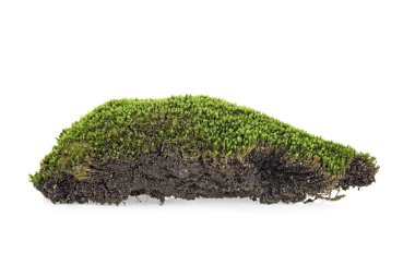 Beyaz arka planda izole yeşil yosun, yakın çekim.