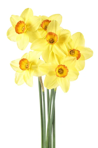Smukke friske gule narcissus blomster isoleret over hvid bac - Stock-foto