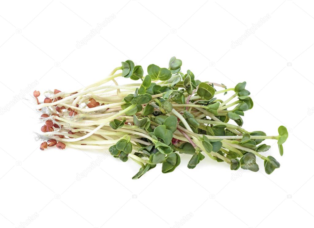 Young sprout microgreen isolated on a white background. Micro ba