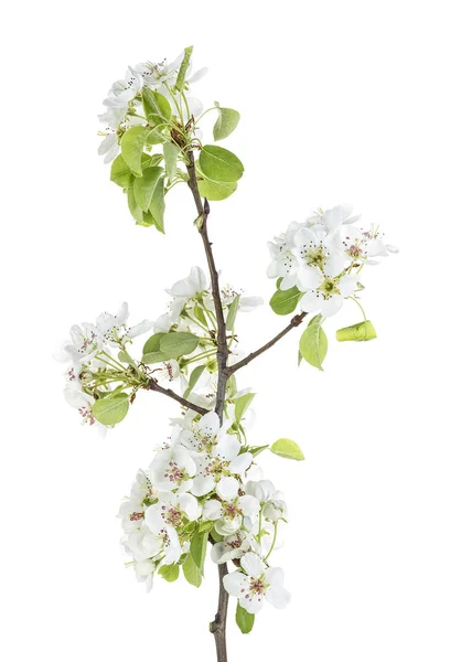 Rama de flor de pera aislada sobre fondo blanco — Foto de Stock