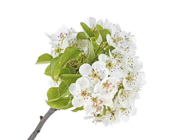 Flores de primavera de pera aisladas sobre un fondo blanco — Foto de Stock