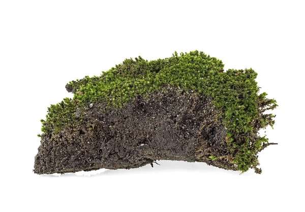 Musgo verde aislado en un terreno de panadería blanco — Foto de Stock