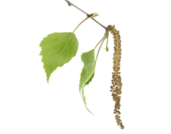 Ανοιξιάτικα μπουμπούκια σημύδας και φύλλα σε κλαδί, λευκό φόντο. — Φωτογραφία Αρχείου