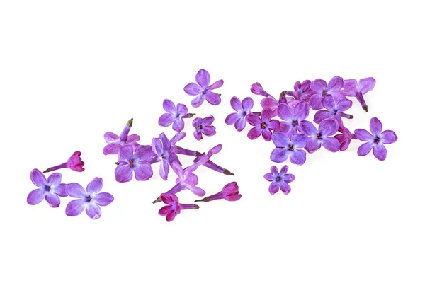 Beautiful lilac flowers on white background. Full depth of field — Stock Photo, Image