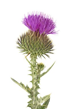 Beyaz bir arka plan üzerinde izole thistle çiçek. Cirsium vulgare.