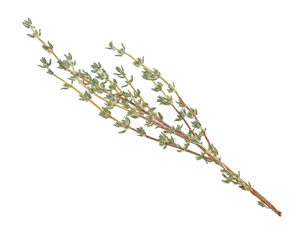 Tomilho erva fresca isolada em um fundo branco — Fotografia de Stock