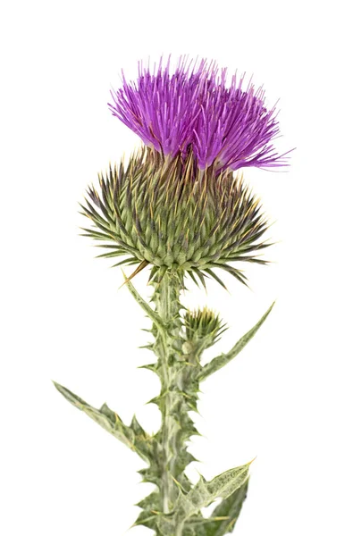 Flor de cardo aislada sobre un fondo blanco. Cirsium vulgare . — Foto de Stock