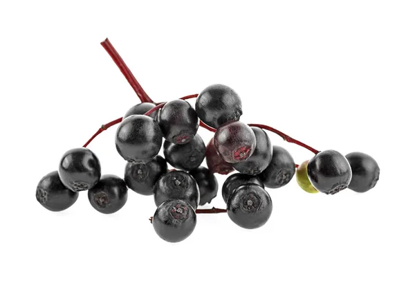 Μικρό κλαδί από μαύρο elderberry φρούτων σε λευκό φόντο — Φωτογραφία Αρχείου