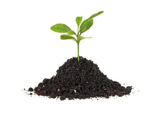 Concepto de nueva vida - pequeña planta verde que crece a partir del montón de suelo , Imágenes de stock libres de derechos